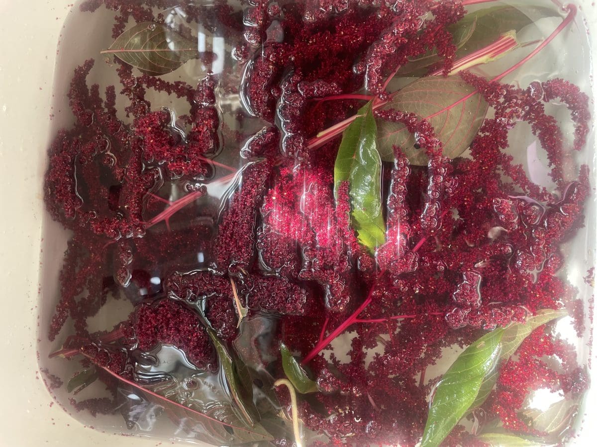 Hopi Amaranth Dye Materials Hopi Amaranth Dye Materials