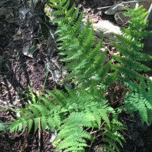 Forest Floor