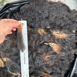 West Virginia Romney | Scoured & Picked Fiber, by the 10 g